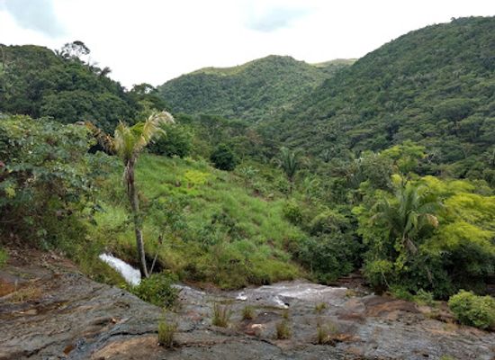 brazil/atlantic-forest/shop/murici-ecological-station