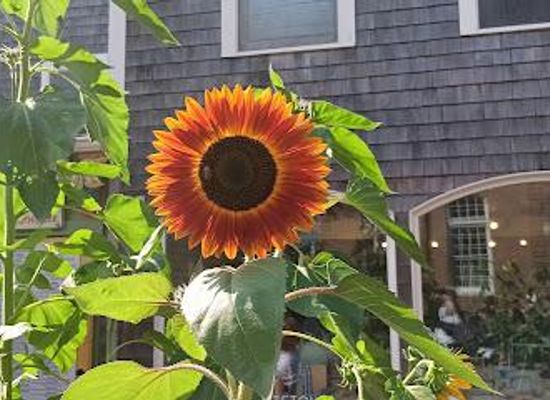 massachusetts/barnstable-county/shop/french-feelings