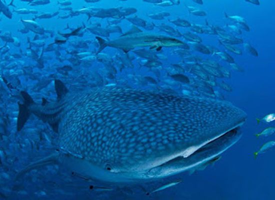 thailand/andaman-coast/shop/big-blue-diving-khao-lak