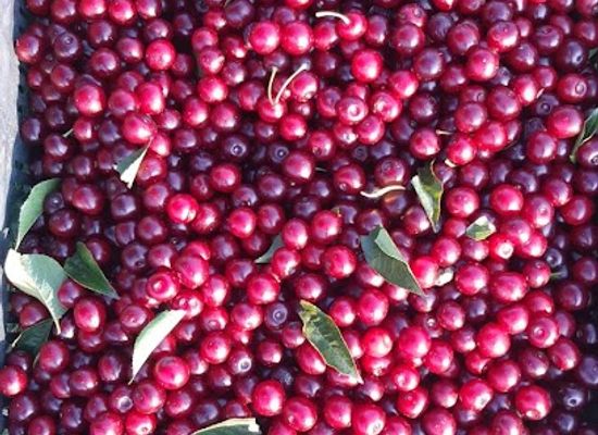 serbia/toplica/shop/prodavnica-vlada-tulare
