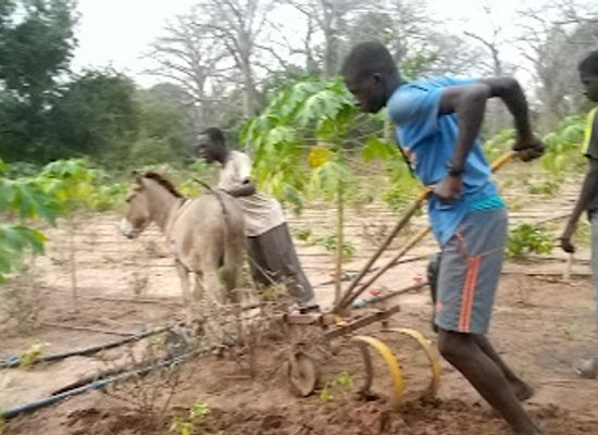 senegal/sedhiou/shop/quincaillerie-albarka