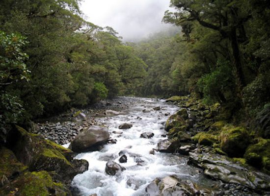 new-zealand/southland/shop/the-chasm-viewing-bridge