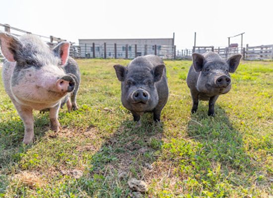 wyoming/niobrara-county/shop/kindness-ranch-animal-sanctuary