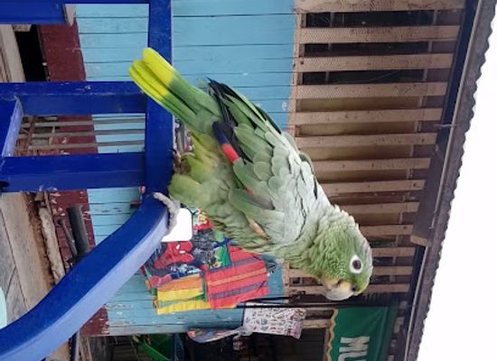 peru/amazonas/shop/comercial-manantial
