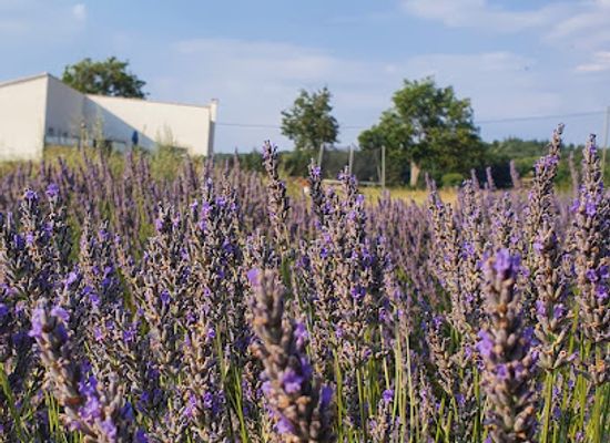 france/luberon/shop/lavender-farm