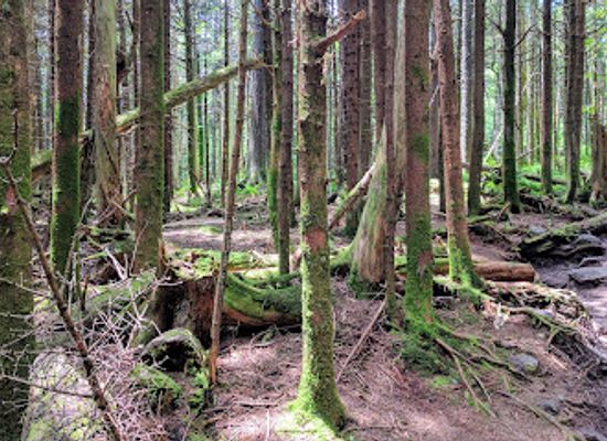 virginia/mount-rogers-national-recreation-area/shop/lewis-fork-wilderness