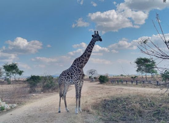 tanzania/mikumi-region/shop/tanzamerica-safaris-ltd