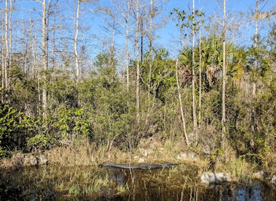 florida/big-cypress-national-preserve/shop/trail-head-big-cypress-national-preserve-mile-marker-70-hike-in-only