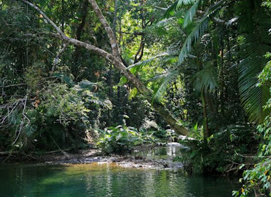 australia/daintree-rainforest/shop/daintree-rainforest