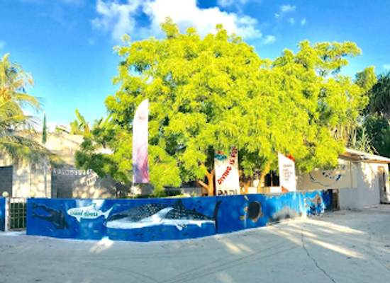 maldives/dhigurah/shop/island-divers