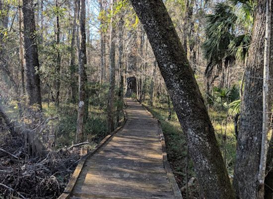 florida/nature-coast/shop/big-cypress-boardwalk-trail-goethe-state-forest