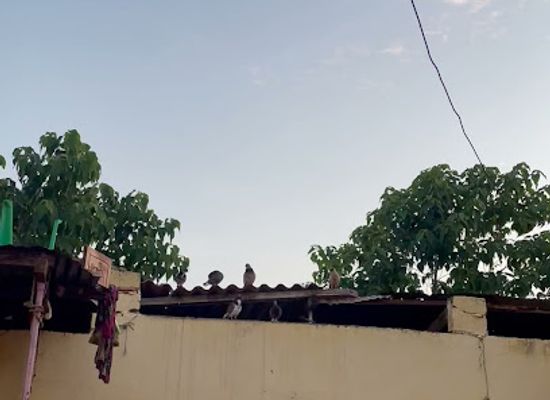 senegal/louga/shop/boulangerie-mame-cheikh-mbaye