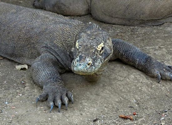 indonesia/komodo-national-park/shop/loh-buaya-komodo-national-park