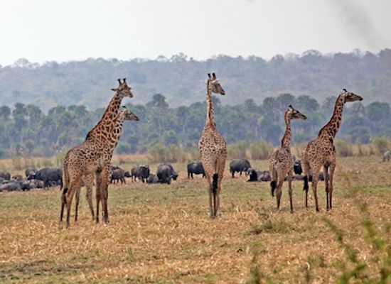 tanzania/katavi-plains/shop/katavi-national-park