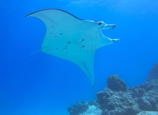 french-polynesia/maupiti/shop/maupiti-diving-center