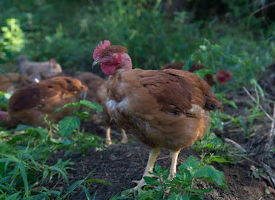 new-caledonia/poindimie/shop/g-i-e-meru-poulet-fermier-de-la-cote-est