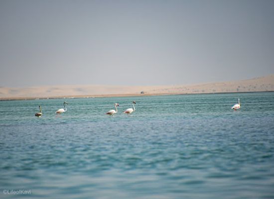 qatar/sealine-beach-resort/shop/qatar-desert-flamingos-bird-photoshoot-in-sealine