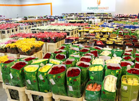 romania/ilfov/shop/depozit-flori-en-gros-bucuresti-afumati-flowers-market-holland