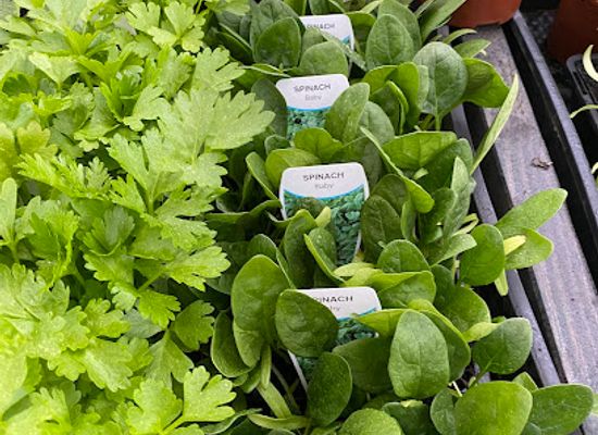 australia/western-district/shop/grampians-garden-supplies