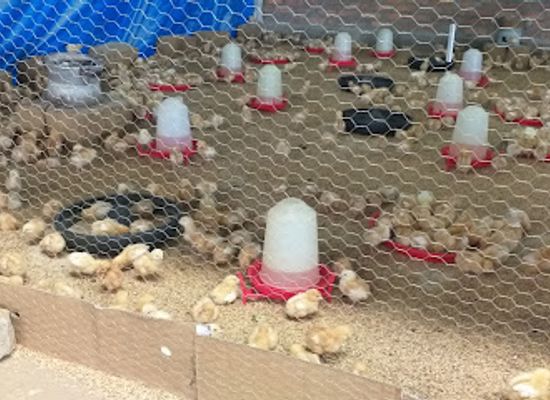 burundi/bugesera/shop/peal-poultry-east-africa-limited