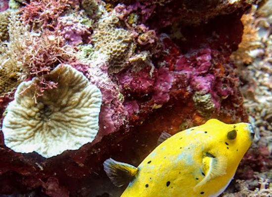 philippines/malapascua-island/shop/evolution-recreational-and-technical-diving