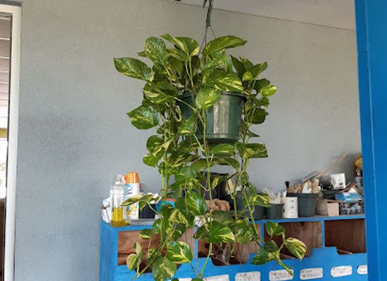 the-bahamas/exuma/shop/garden-creations-plant-centre