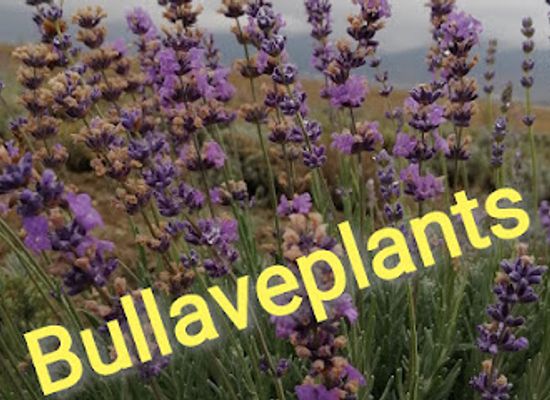 bulgaria/sredna-gora/shop/lavender-plants-farm