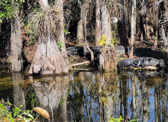 florida/big-cypress-national-preserve/shop/big-cypress-national-preserve