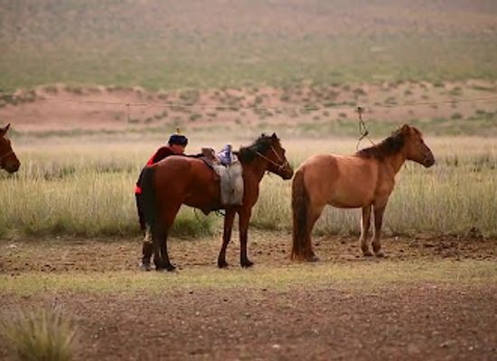 mongolia/dornod-steppe/shop/dornod-khiits