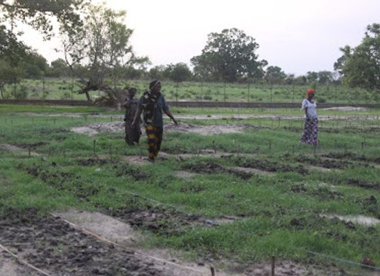 the-gambia/jarra-west/shop/jsf-horticulture-garden-kaiaf-ward-lrr