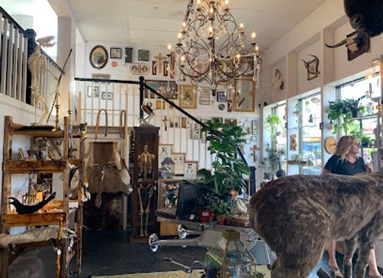 colorado/denver/shop/the-learned-lemur