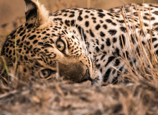 sri-lanka/yala-national-park/shop/yala-national-park