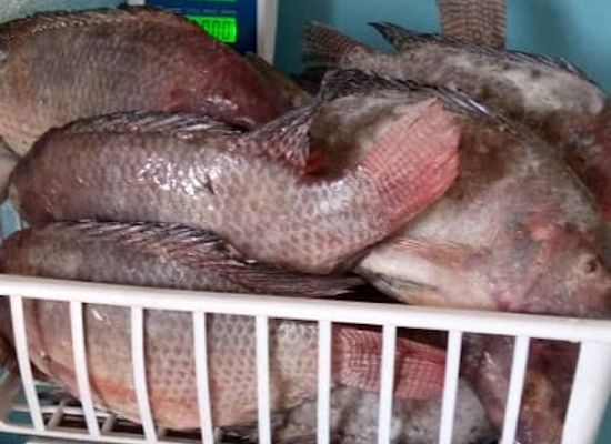 zimbabwe/kariba/shop/kariba-fish-supplier
