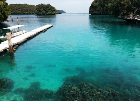 palau/southern-lagoon/shop/dolphins-pacific