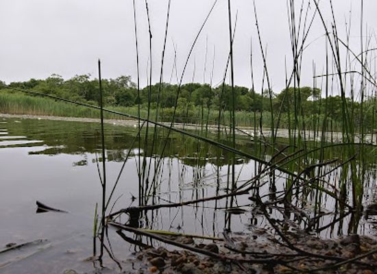 rhode-island/trustom-pond-national-wildlife-refuge/shop/trustom-pond