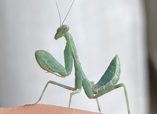 austria/innviertel/shop/reptilfutter