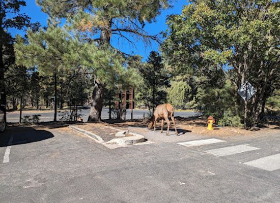 arizona/kaibab-national-forest/shop/camper-services-and-camp-store