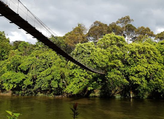 brunei/belalong-canopy-walkway/shop/freme-rainforest-lodge