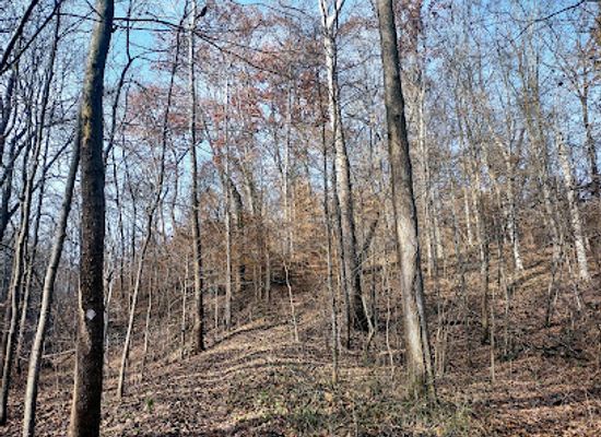 indiana/morgan-monroe-state-forest/shop/morgan-monroe-state-forest