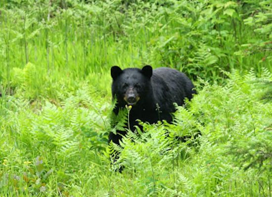michigan/northern-michigan/shop/tahquamenon-falls-riverboat-tours