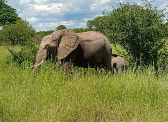 tanzania/ruaha-region/shop/ruaha-national-park
