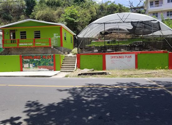 dominica/layou-river/shop/seedlings-plus