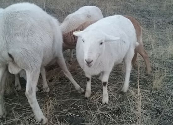 idaho/clearwater/shop/the-back-4d-7u-ranch