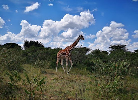 kenya/laikipia-plateau/shop/mugie-wildlife-conservancy