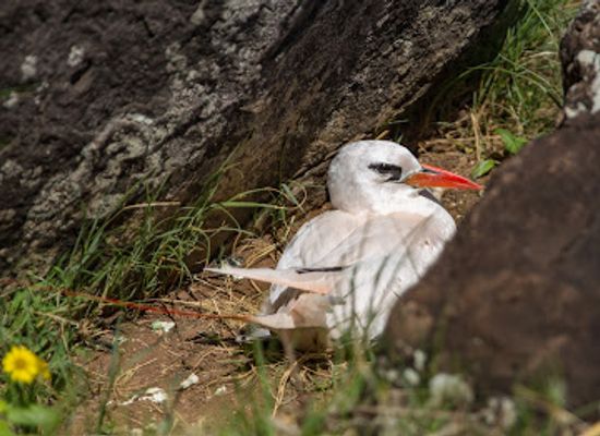 norfolk-island/phillip-island/shop/phillip-island