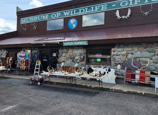 montana/glacier-national-park/shop/museum-of-wildlife-gifts
