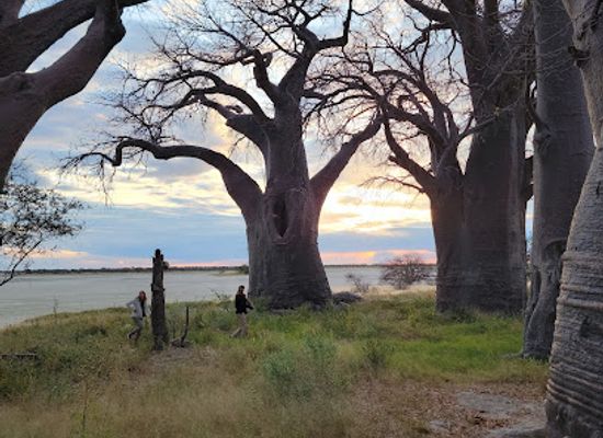 botswana/nxai-pan-national-park/shop/baines-baobabs