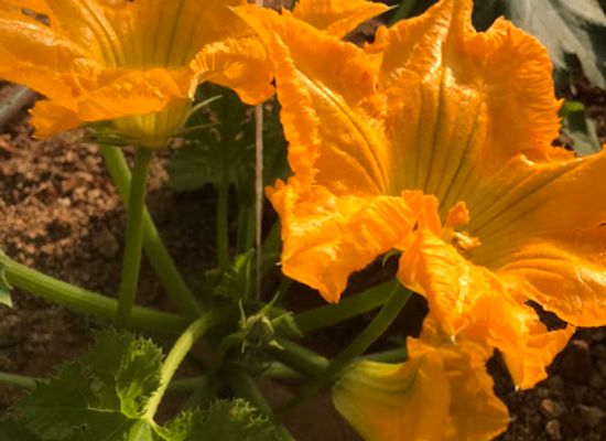 thailand/khao-yai/shop/italian-farm-khao-yai