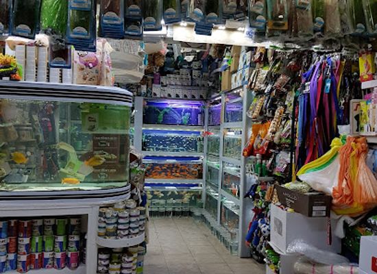 israel/tiberias/shop/safari-animals-store-tiberias