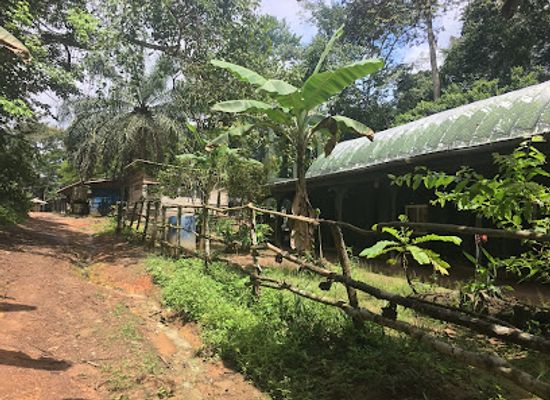 cameroon/forest-region/shop/parc-de-la-mefou-ape-action-africa